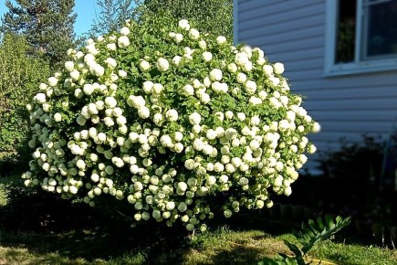 Опоздали с обрезкой калины Бульденеж? Что делать осенью