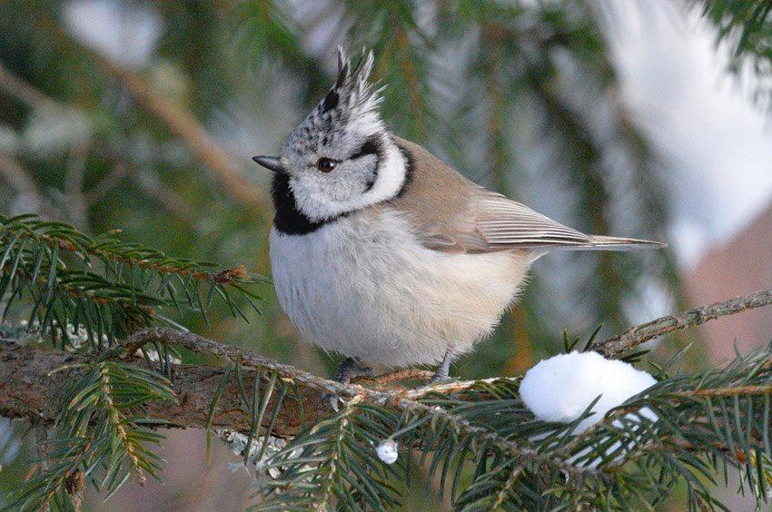 Сегодня, 12 ноября, отмечается Синичкин день