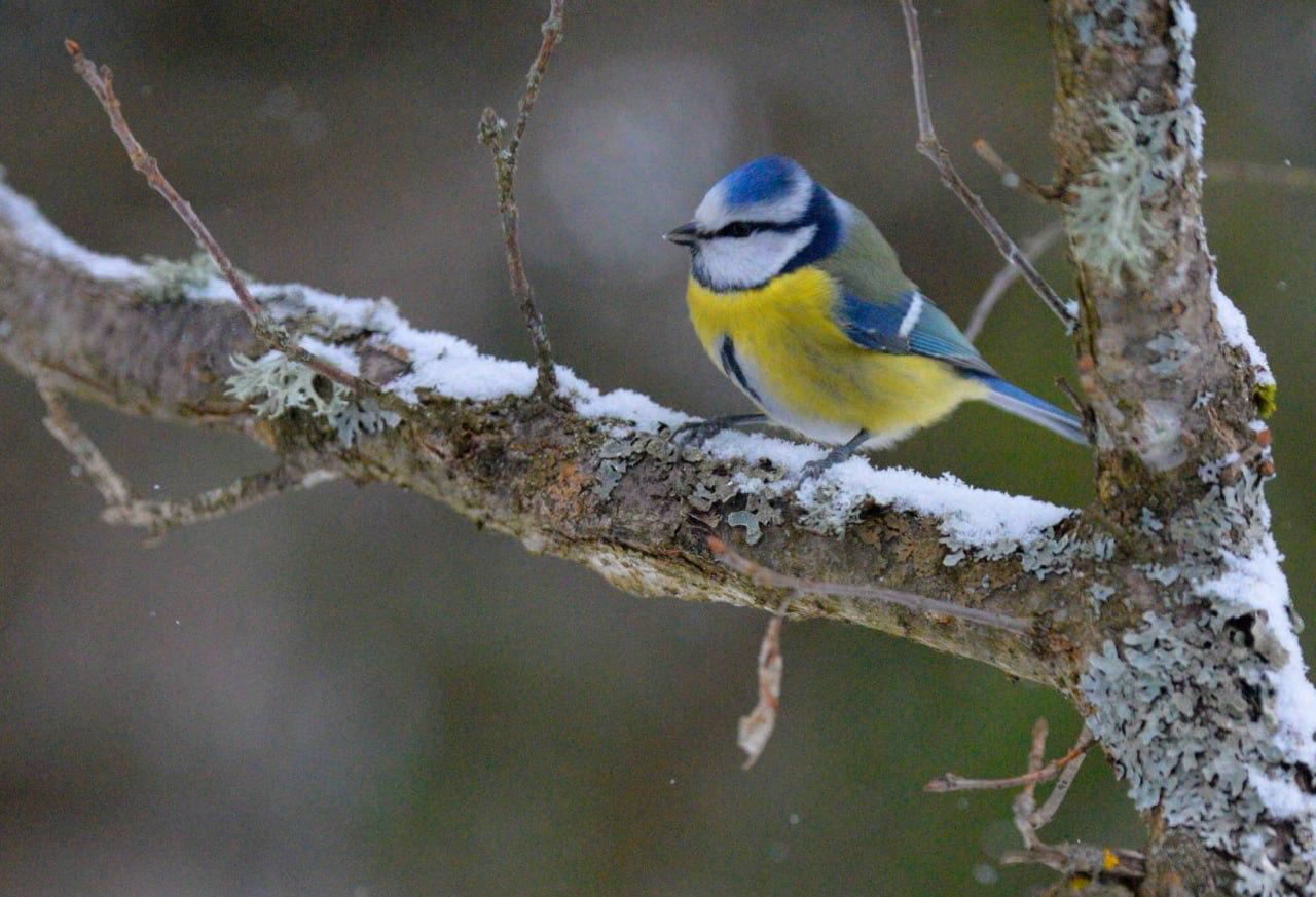 Сегодня, 12 ноября, отмечается Синичкин день Сегодня, 12 ноября, отмечается Синичкин день