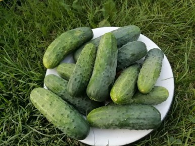 Огурец «Оптимист F1»: неприхотливый герой овощного мира