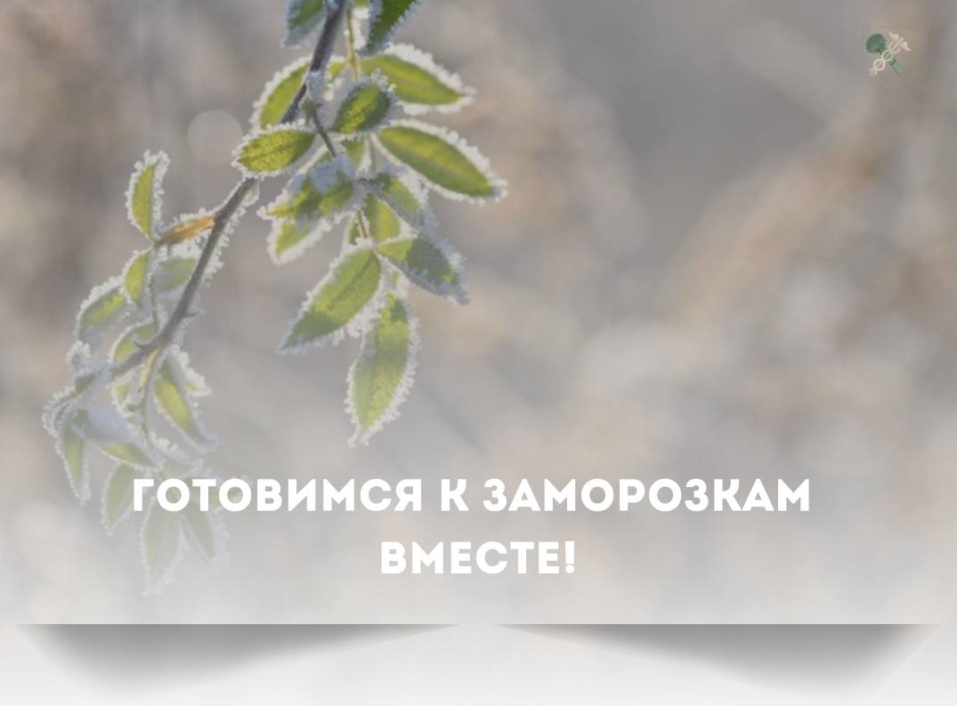 По прогнозам синоптиков, на следующей неделе ожидается похолодание и ночные заморозки