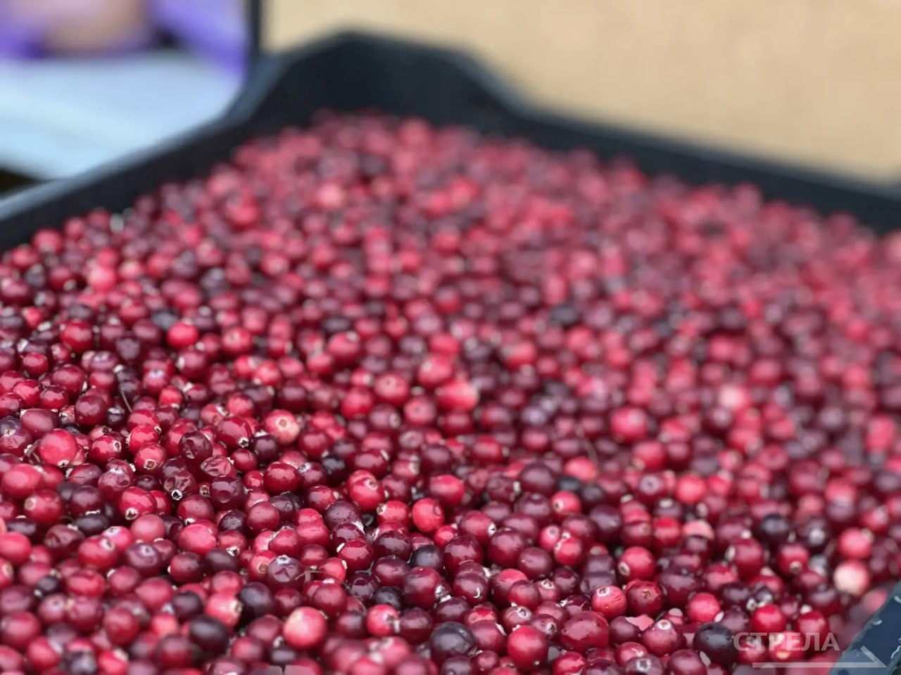 В Брянске сегодня, 15 ноября, снова проводятся ярмарки выходного дня В Брянске сегодня, 15 ноября, снова проводятся ярмарки выходного дня