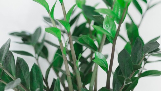 Засыпьте в грунт ложку этой крупы: «взгрустнувший» замиокулькас вмиг выпустит десятки стрел