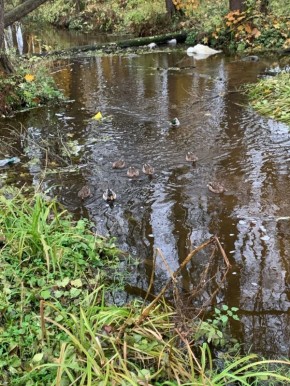 Доброе субботнее утро!. Прогулка вдоль ручья возле Дятьковской школы №5, привычная картина - среди тихих вод резвятся очаровательные утки