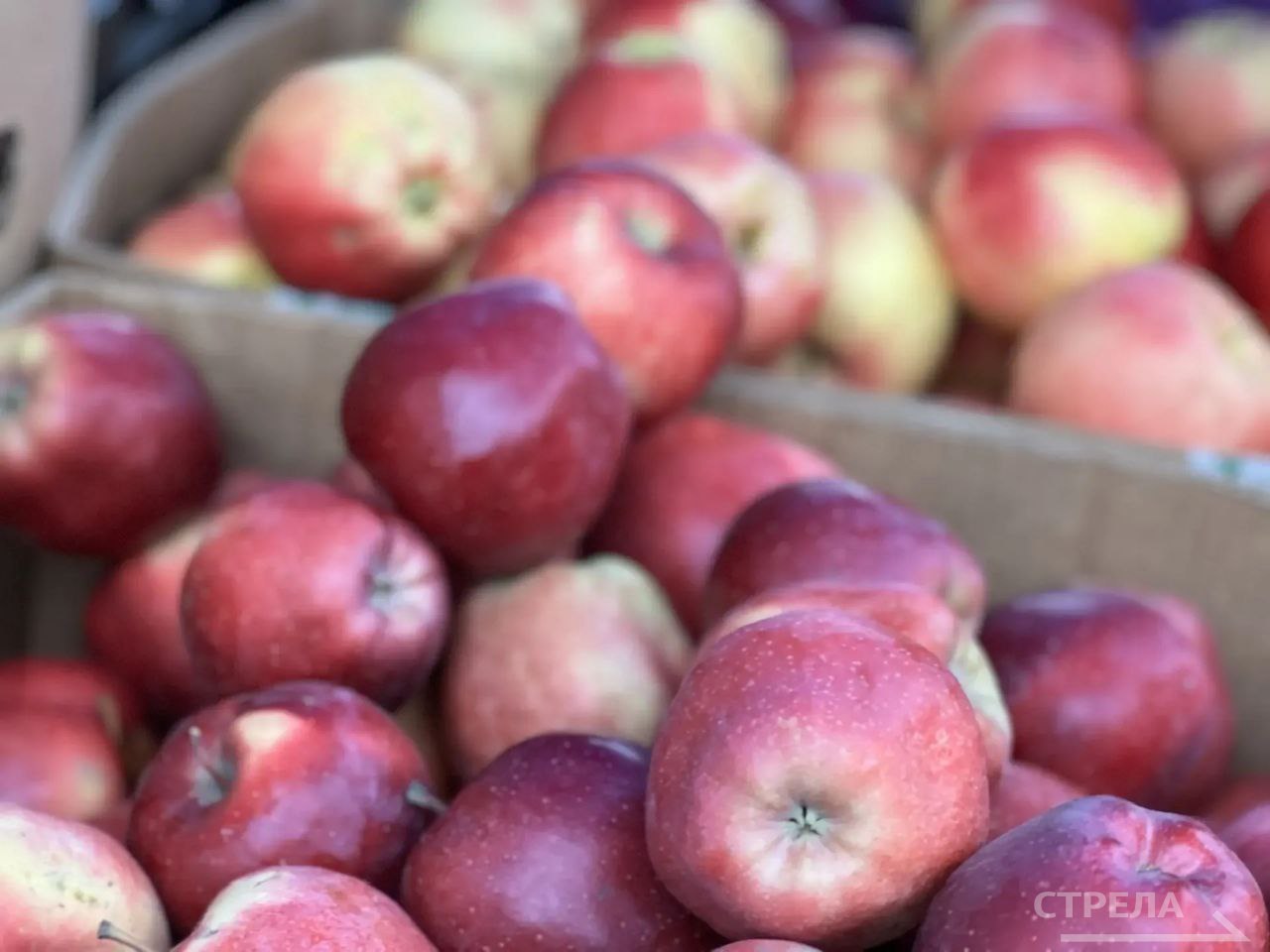 В Брянске сегодня, 15 ноября, снова проводятся ярмарки выходного дня В Брянске сегодня, 15 ноября, снова проводятся ярмарки выходного дня
