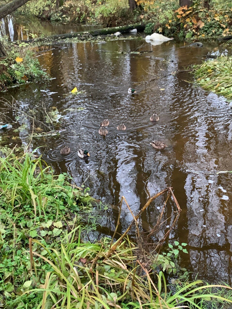 Доброе субботнее утро!. Прогулка вдоль ручья возле Дятьковской школы №5, привычная картина - среди тихих вод резвятся очаровательные утки Доброе субботнее утро!. Прогулка вдоль ручья возле Дятьковской школы №5, привычная картина - среди тихих вод резвятся очаровательные утки