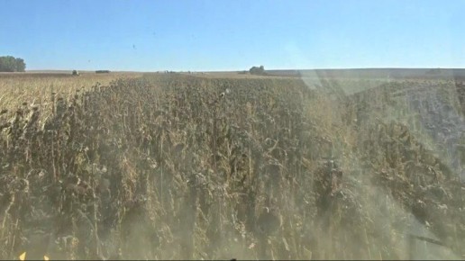 Рекордный урожай подсолнечника собрали в Комаричском районе