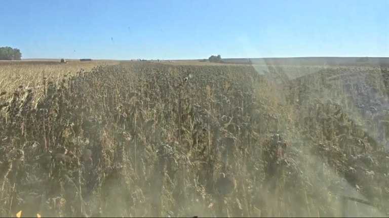 Рекордный урожай подсолнечника собрали в Комаричском районе