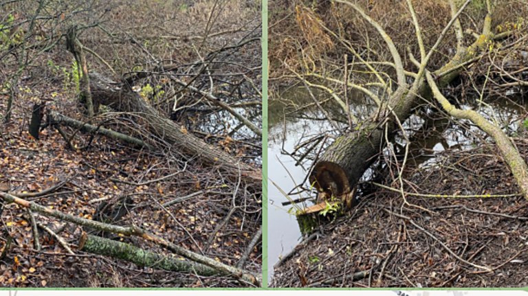 У реки в Новозыбкове обнаружены спиленные деревья