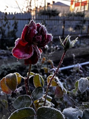 Первые морозцы украсили город, разогнали серые тучи и, наконец, вернули солнышко