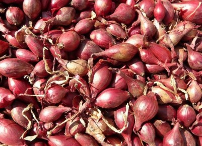 Секреты успешного выращивания семейного лука шалот: советы для садоводов