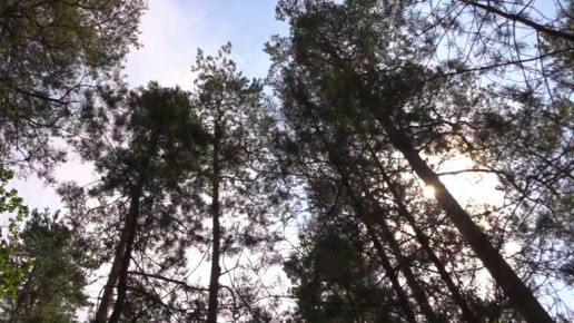 Правительство России установило льготы по аренде лесов в Брянской области