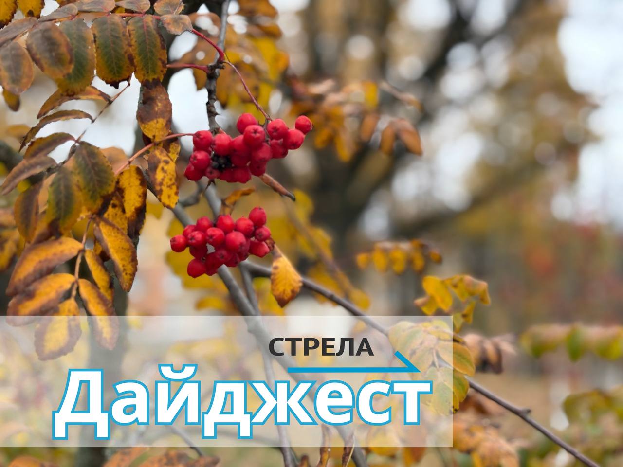 Дайджест новостей за 16 ноября