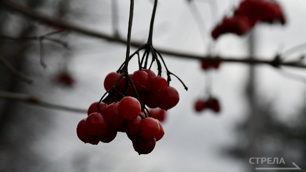 Завтра, 18 ноября, на территории Брянской области прогнозируется переменная облачность