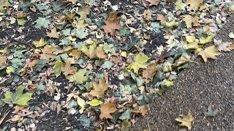 В Брянской области 19 ноября обещают +5 градусов