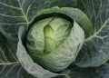 Как правильно подкормить капусту, чтобы получить богатый урожай