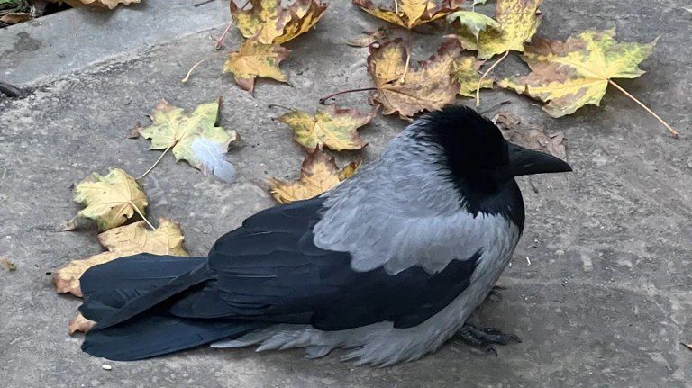 В Брянской области 20 ноября ожидается +5 градусов без осадков