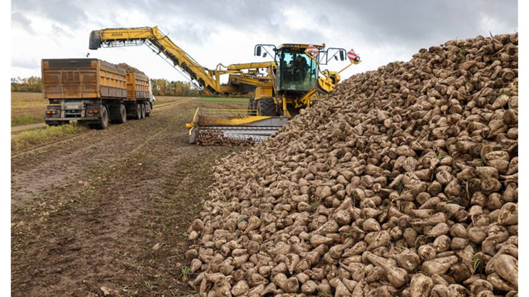 Брянские аграрии добились высокой урожайности сахарной свеклы
