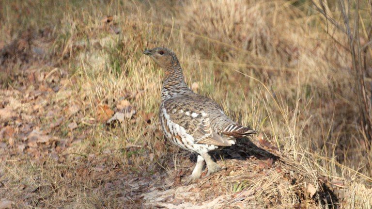 В брянском лесу в 2025 году зарегистрировали 10 глухарей и 13 рябчиков