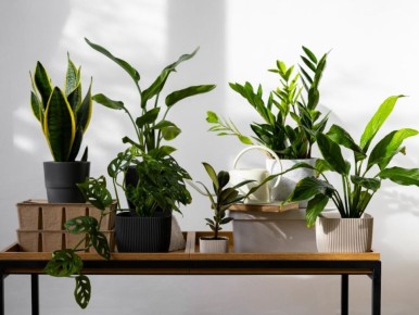 Как подготовить комнатные растения к летнему знойному испытанию