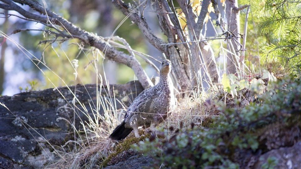 В Брянском лесу численность глухаря выросла на 25%