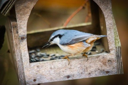 На центральной усадьбе заповедника «Брянский лес» уже поселились зимующие в регионе поползень, пищуха, сойка, буроголовая гаичка и лазоревка