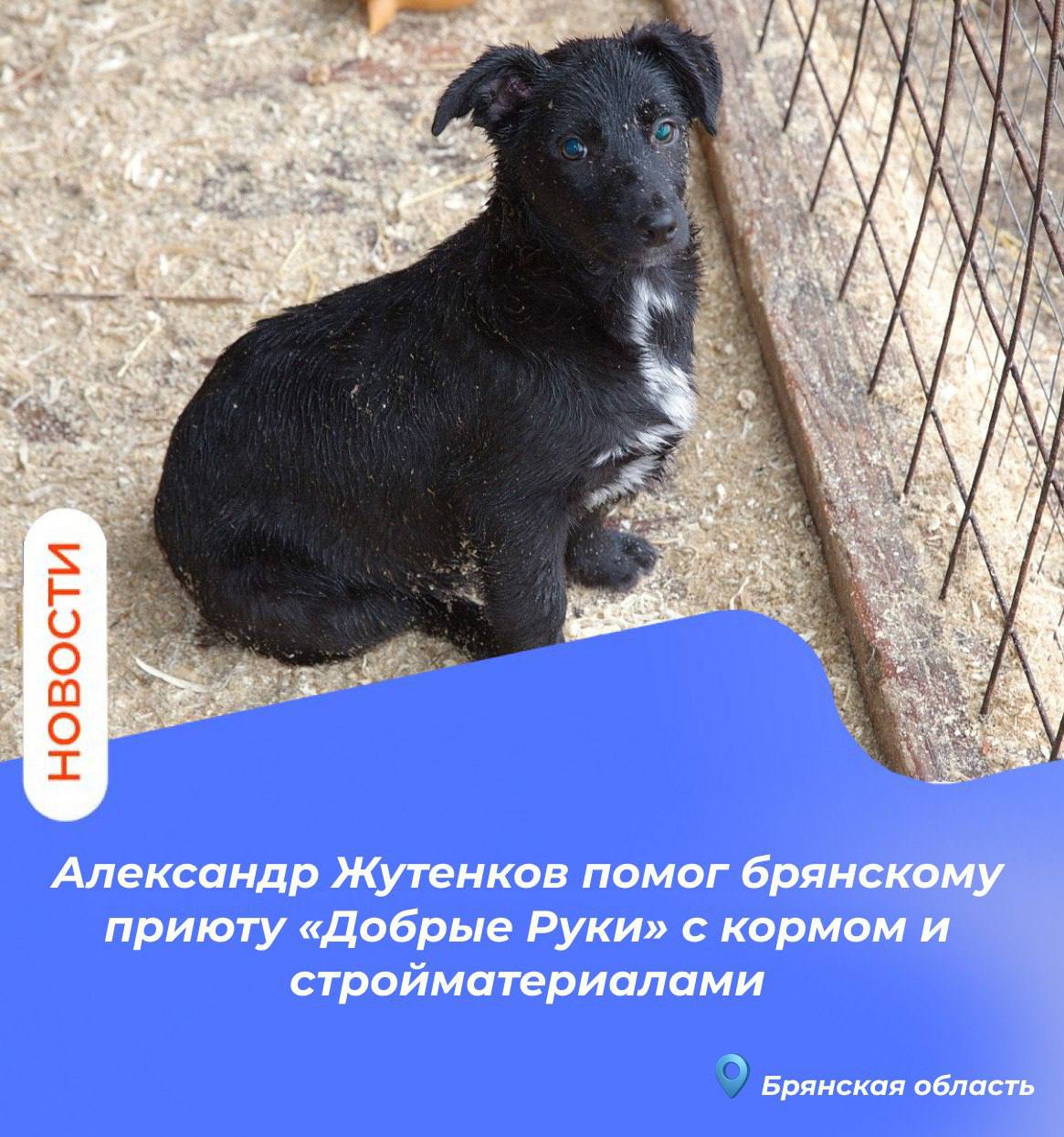 Александр Жутенков помог брянскому приюту «Добрые Руки» с кормом и стройматериалами