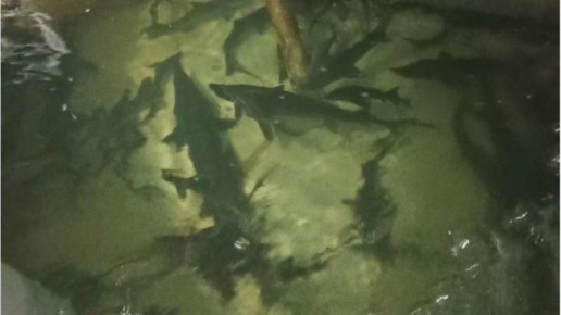 Брянские дайверы запустили в Керамзитное озеро мальков осетра