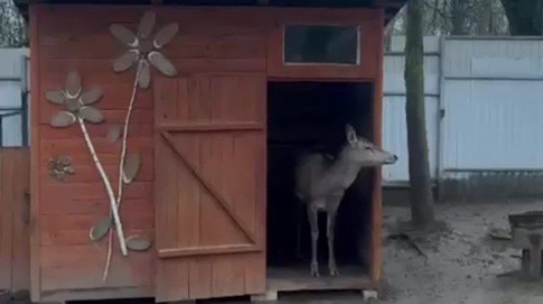 В зоопарке Брянска под опеку взяли олениху Аишу