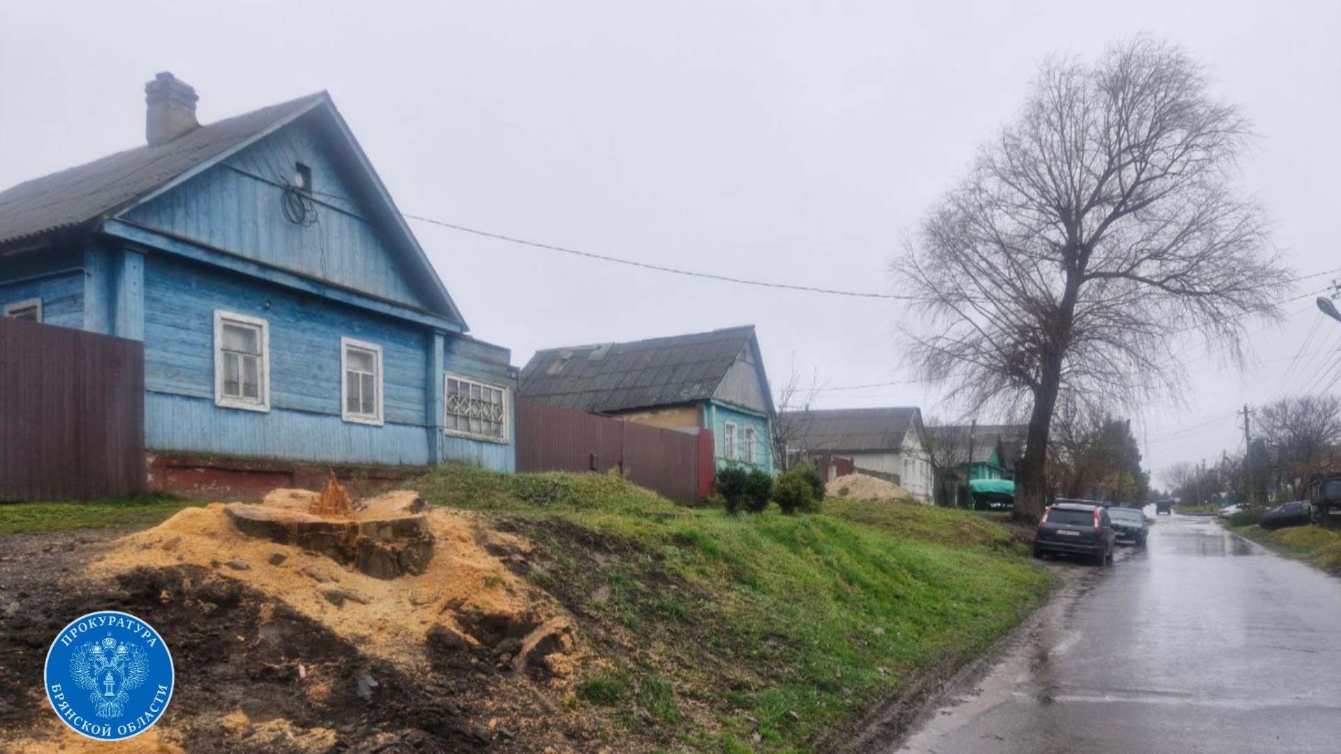 Прокуратура Севского района добилась спила аварийного дерева, угрожавшего жителям