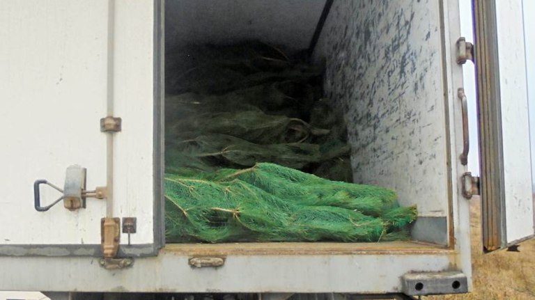 Брянские ели и сосны начали развозить к Новому году в другие регионы