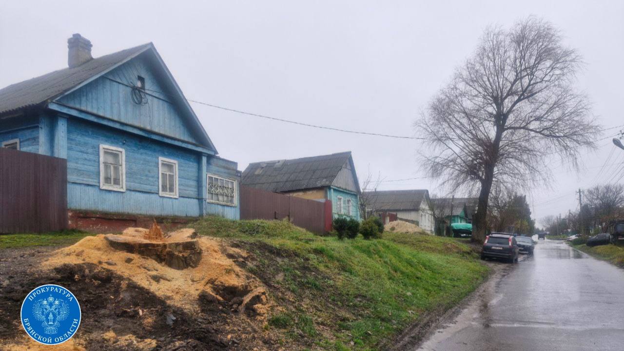 Угроза устранена: прокуратура заставила чиновников спилить аварийное дерево