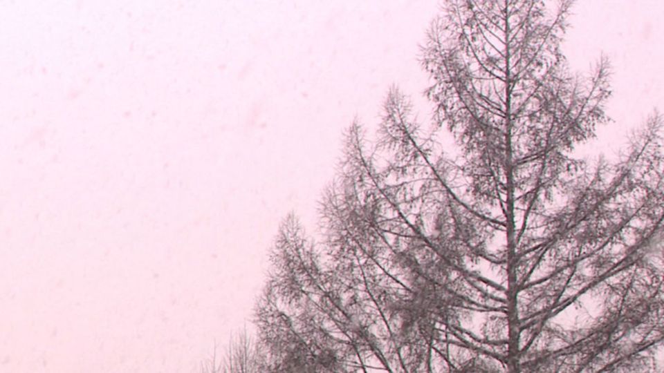 Дожди с мокрым снегом прогнозируют в Брянской области этой ночью