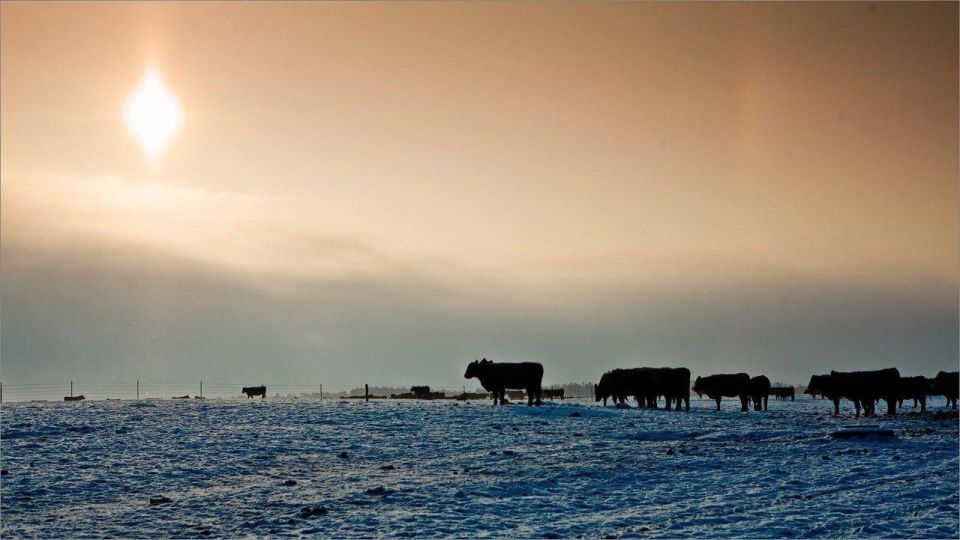 Не брянские, но тоже вкусные