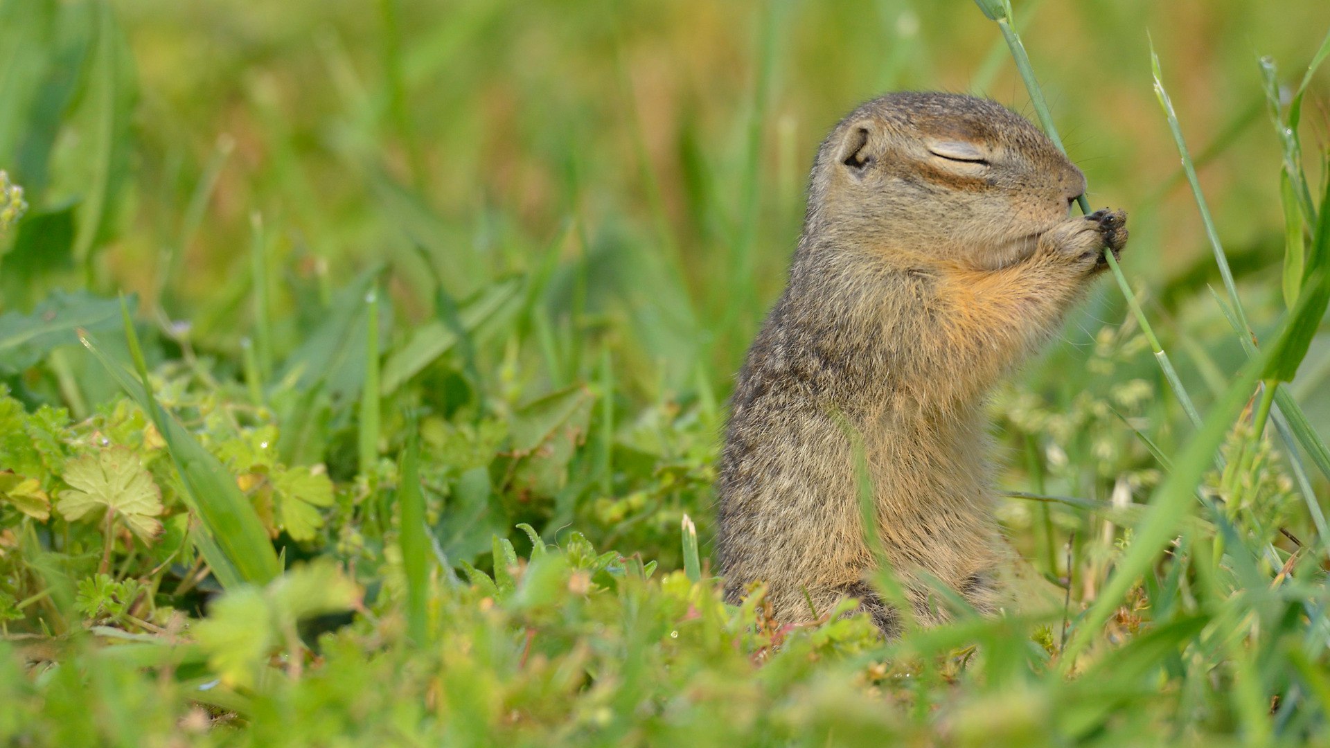 Первая резервная колония крапчатых сусликов успешно зимует в Брянском лесу
