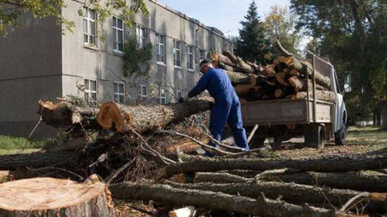 В Брянске спилили аварийный тополь возле диспансера