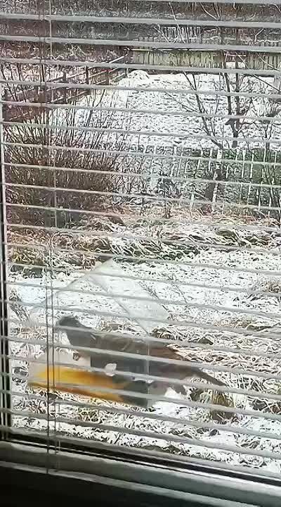 На дворе декабрь 2025 года, и к кормушке снова начали прилетать наши маленькие крылатые друзья