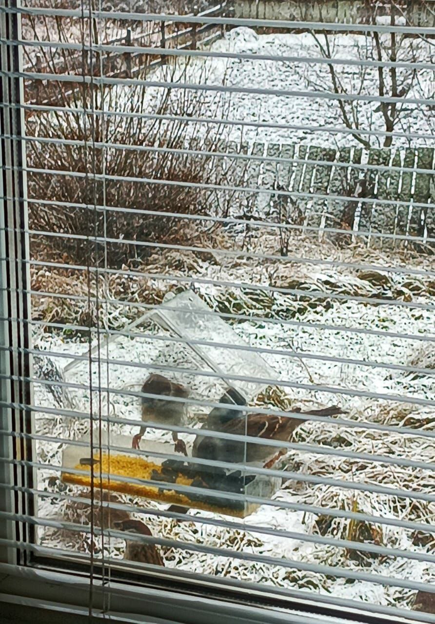 На дворе декабрь 2025 года, и к кормушке снова начали прилетать наши маленькие крылатые друзья На дворе декабрь 2025 года, и к кормушке снова начали прилетать наши маленькие крылатые друзья