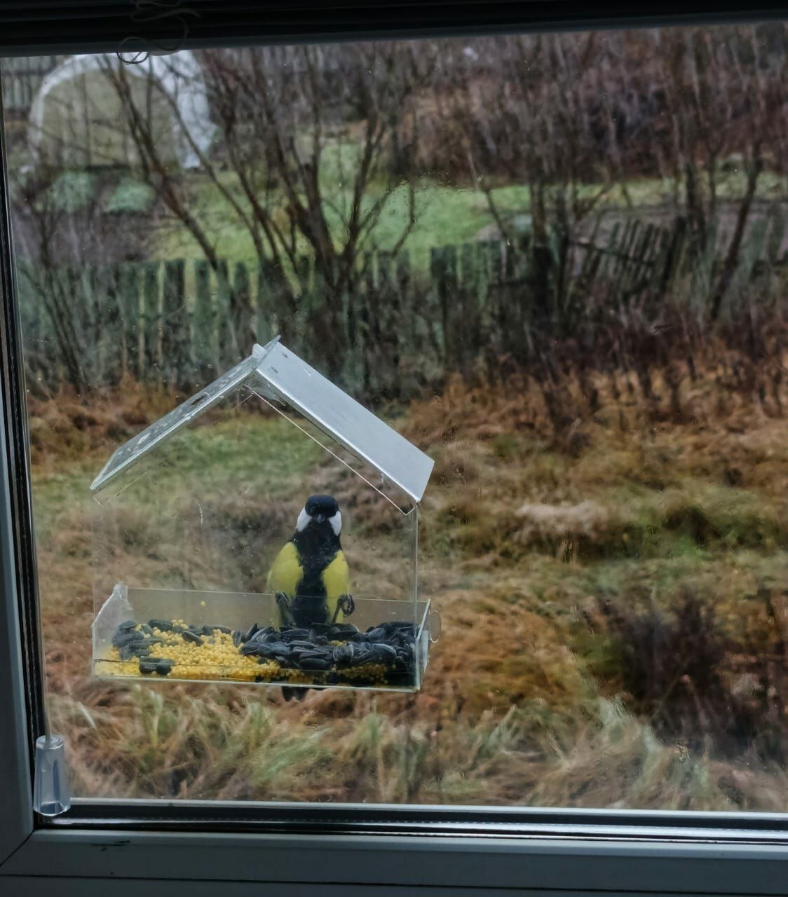 На дворе декабрь 2025 года, и к кормушке снова начали прилетать наши маленькие крылатые друзья На дворе декабрь 2025 года, и к кормушке снова начали прилетать наши маленькие крылатые друзья