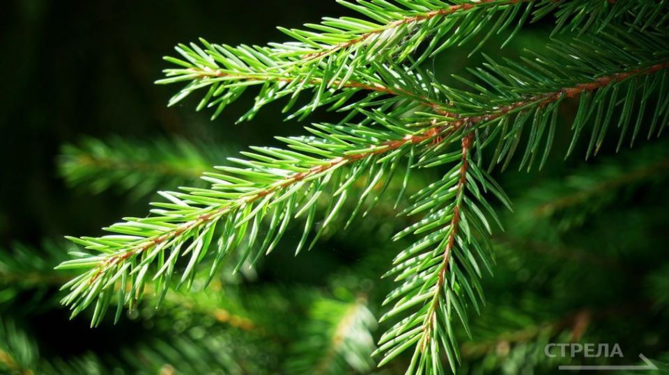 В Брянске ведется подготовка к Новому году