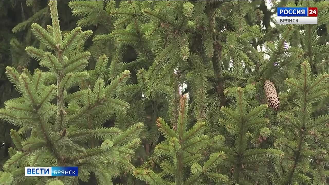 В Брянске установили главную городскую ёлку