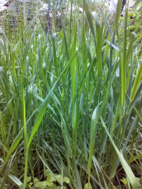 Сорняки, которые стоит любить: неожиданные друзья вашего сада