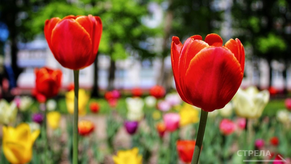 В Брянске прошло заседание комитета по землепользованию, экологии и благоустройству городского Совета народных депутатов