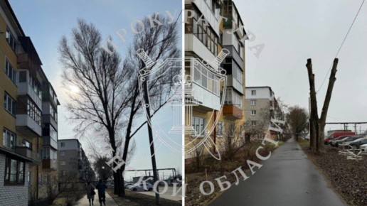 Убого, зато не опасно: жительница Брянска настояла на превращении деревьев в надолбы