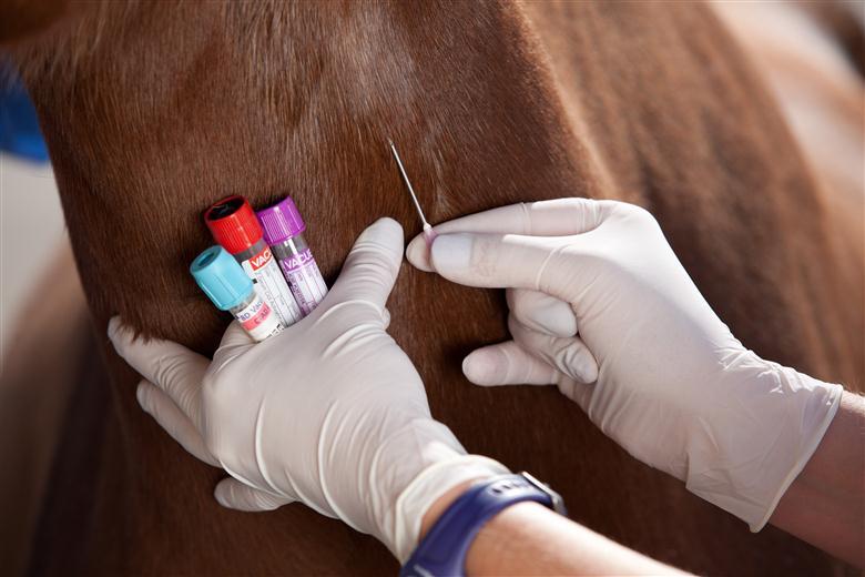 Ветеринары продолжают контролировать здоровье животных как в сельхозхозяйствах, так и у частных владельцев