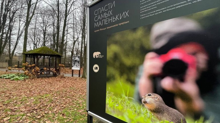 Крапчатые суслики из брянского леса представлены на выставке в Калининграде