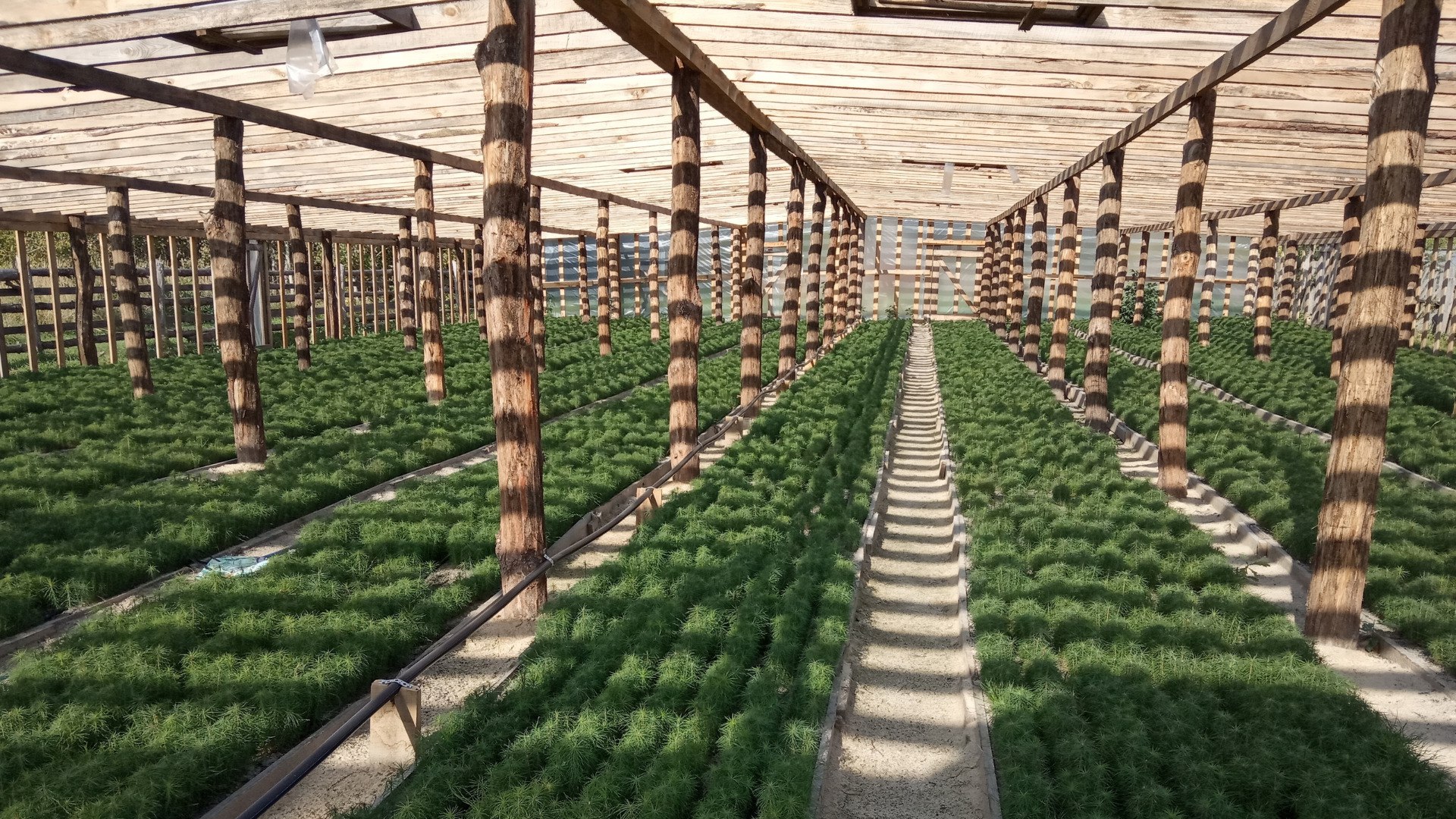 Брянские лесоводы полностью обеспечены саженцами на 2026 год