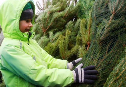 18 декабря в Брянске начнут работу ёлочные базары