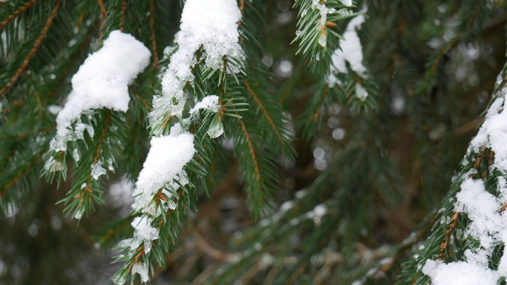 В четверг, 18 декабря, в Брянске откроются елочные базары