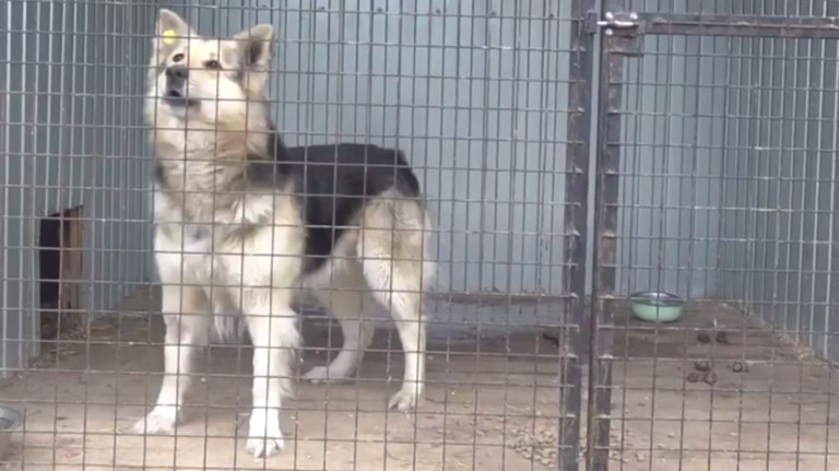 В ГД придумали, как сократить количество бездомных собак в Брянске